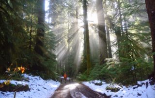 A woman and two dogs running in a serenely lit forest with snow