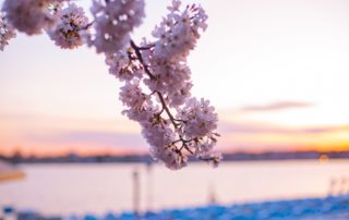 Branch with flowers as the focus with a blurred background of water and a city line