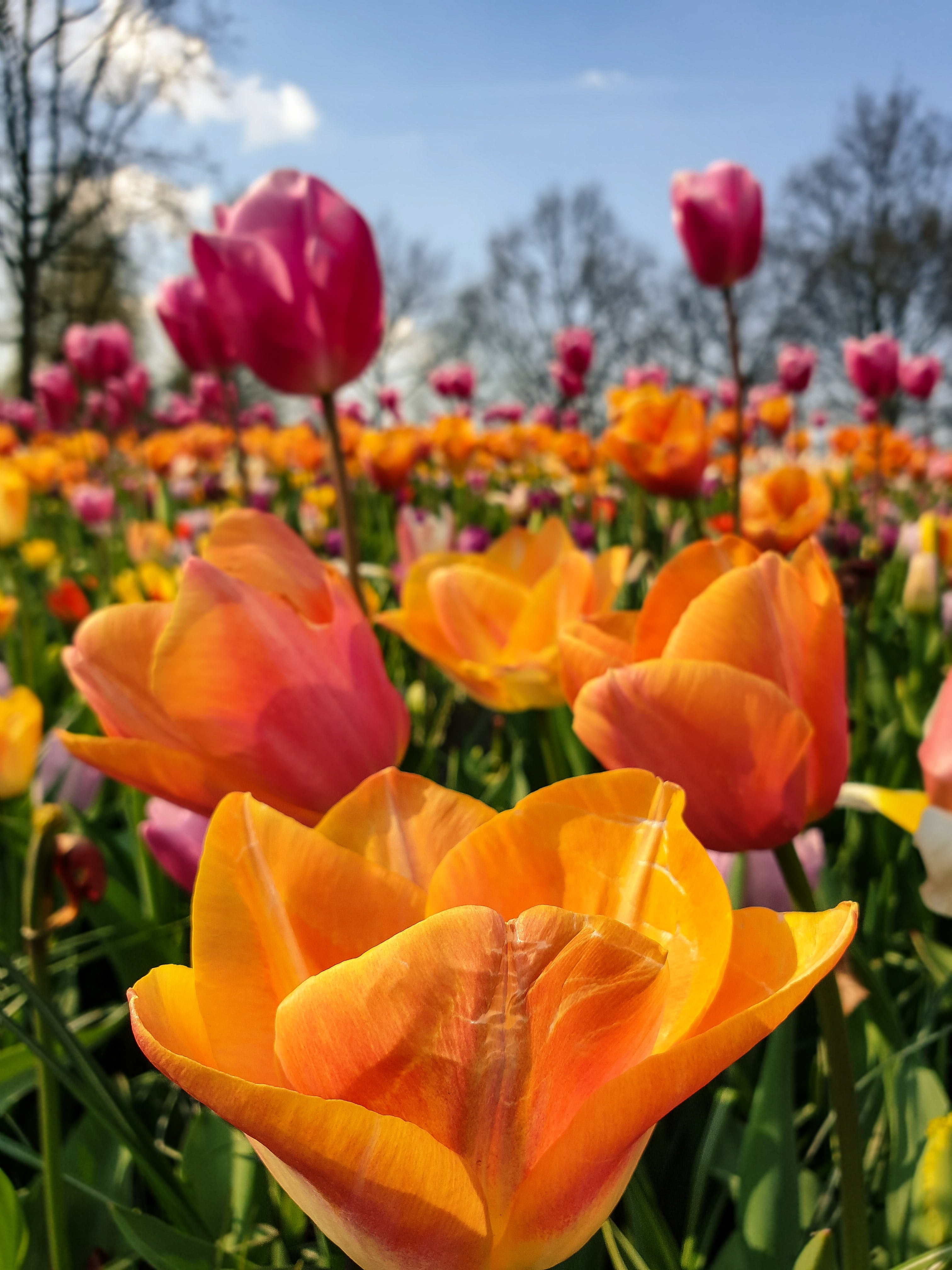 Multi colored tulips